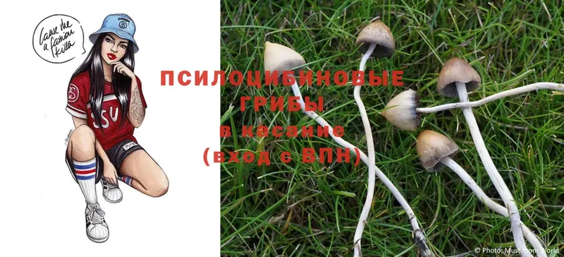 Псилоцибиновые грибы MAGIC MUSHROOMS  MEGA как войти  Андреаполь 